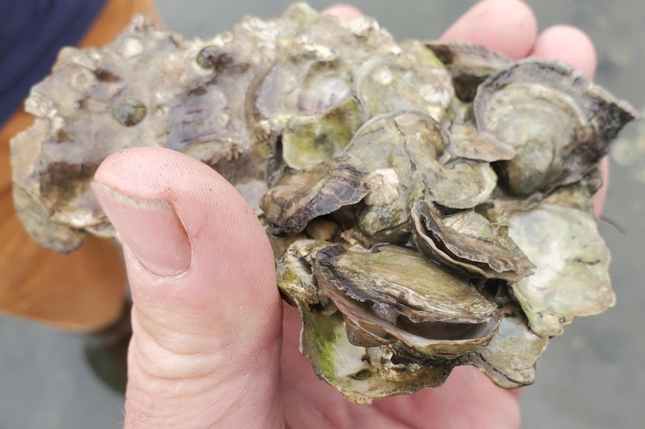 caption: Dead and dying Olympia oysters on June 30 on Sequim Bay near Blyn, Washington.