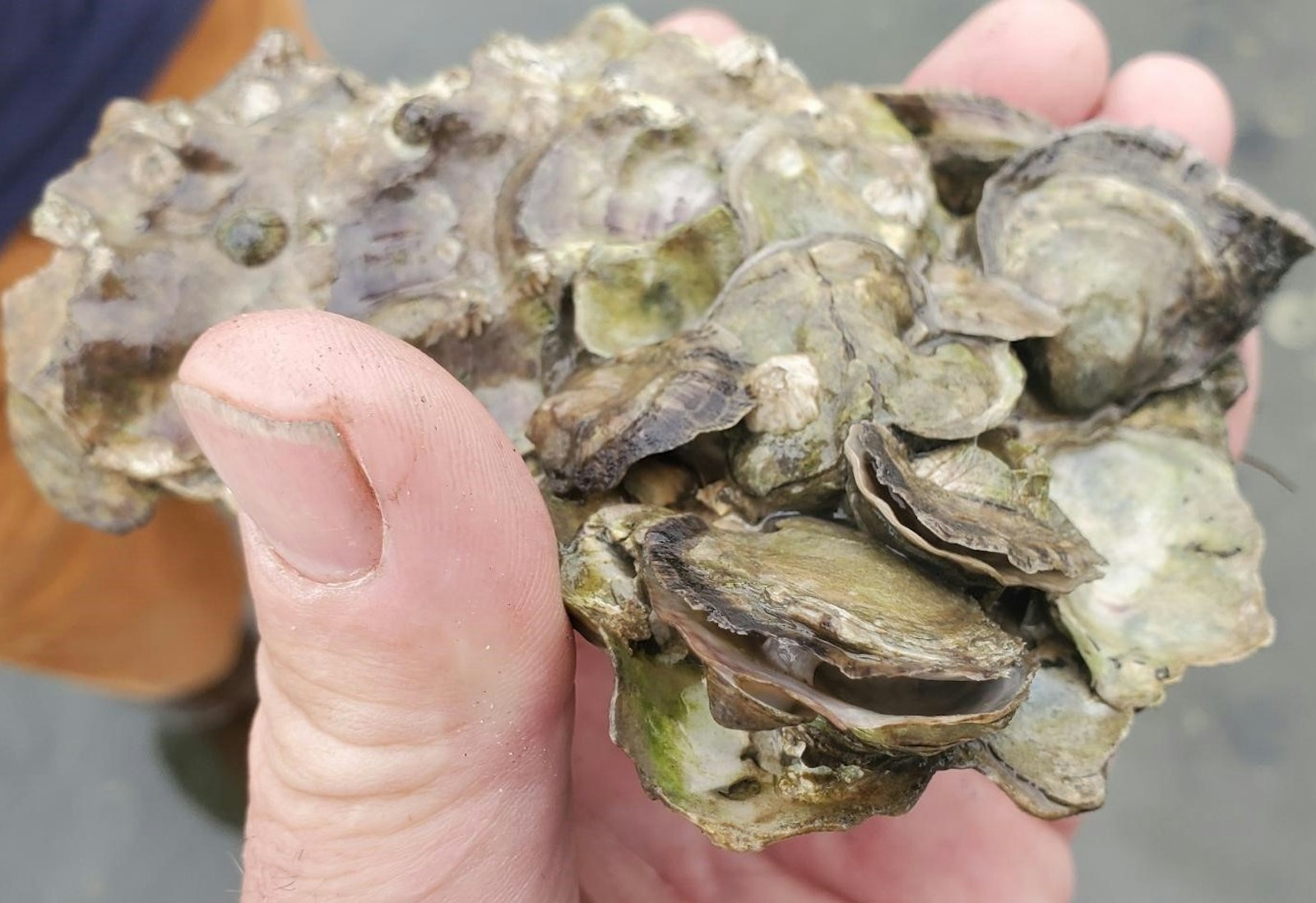 KUOW - Extreme heat cooks shellfish alive on Puget Sound beaches
