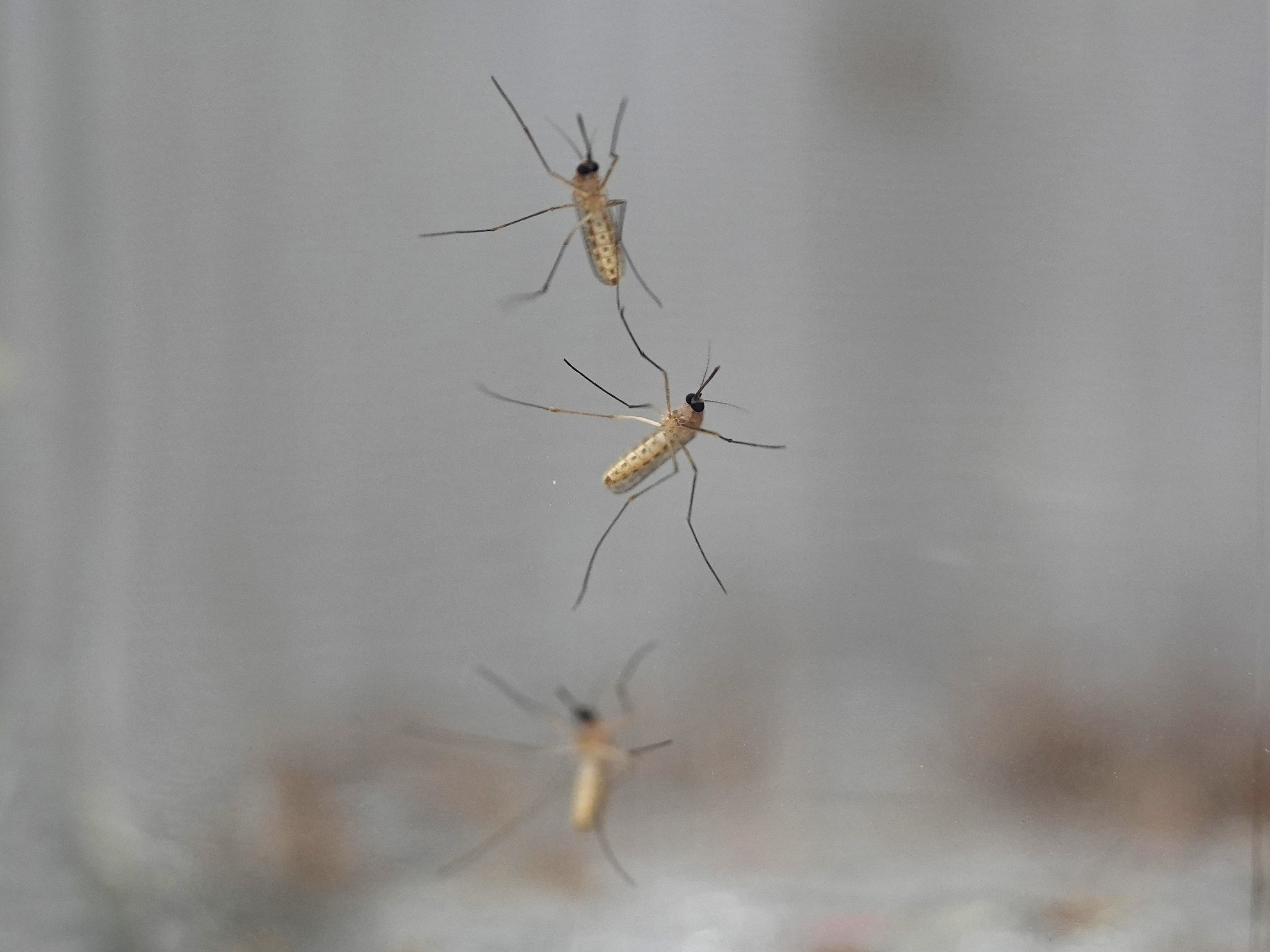 caption: Mosquitoes cling to the inside of a jar loaded with repellent during a test as part of a tour of the Center for Disease Control laboratory, Thursday, April 4, 2024, in Fort Collins, Colo. 