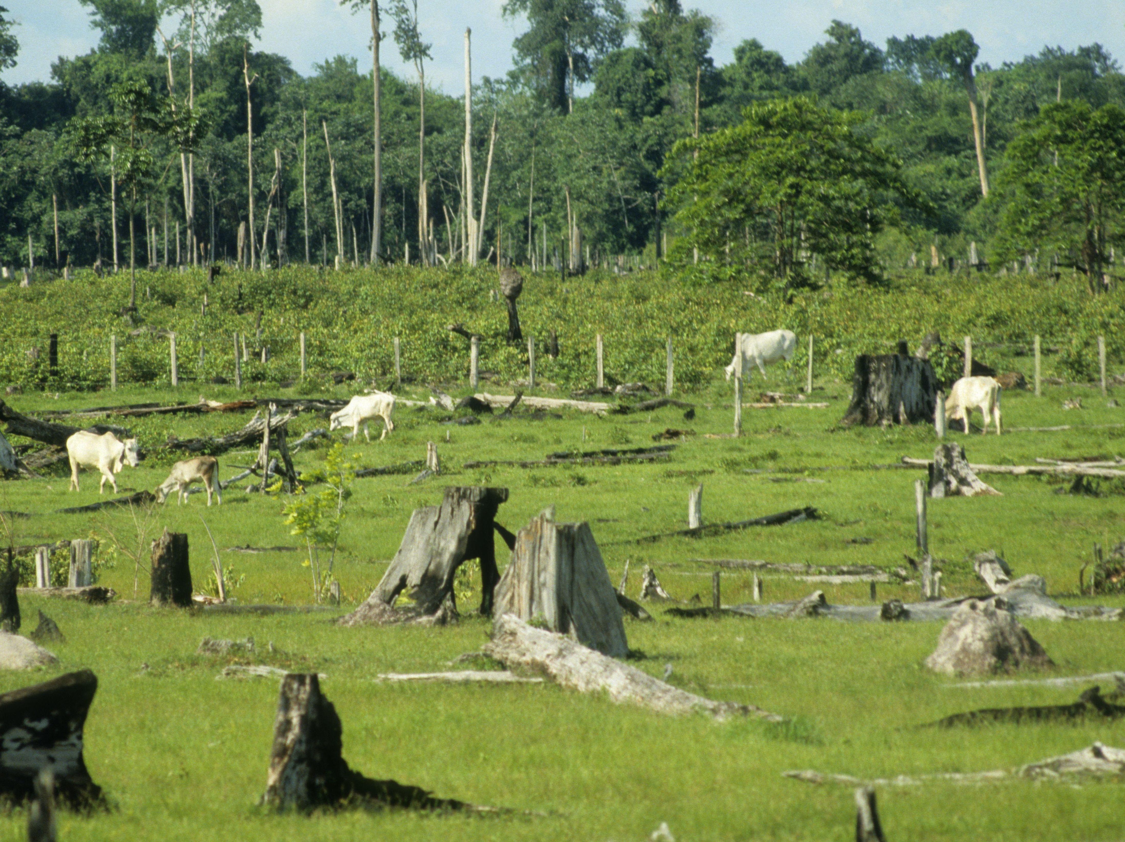 caption: Cattle graze in pasture formed by cleared rainforest land in Pará, Brazil. A new online tool makes it easier for food companies to detect this kind of land-clearing by their suppliers.