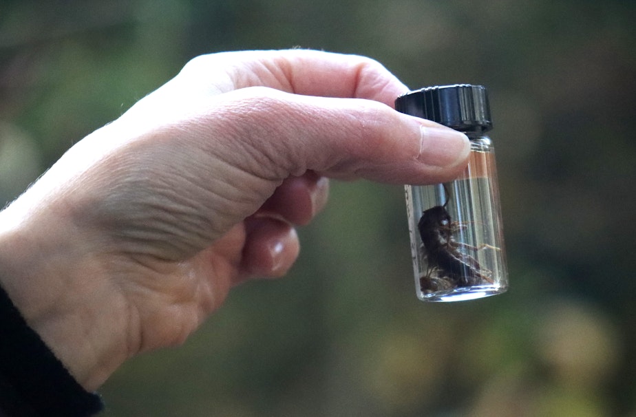 caption: Kate Macneale, an environmental scientist with King County, shows off a stonefly, a type of stream bug, that can help indicate the health of streams. 