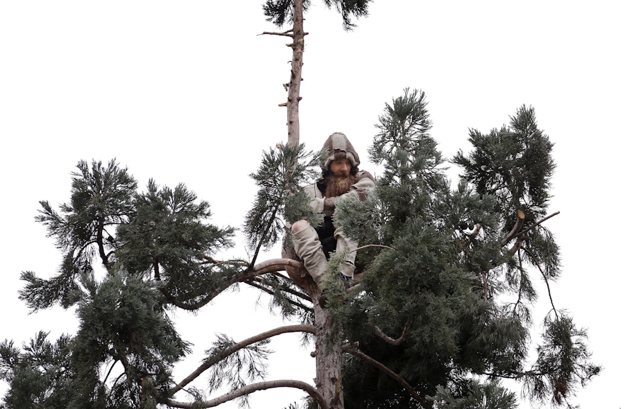 caption: Cody Lee Miller sits near the top of a sequoia tree Wed., March 23, 2016, in downtown Seattle. He was charged with malicious mischief and assault after he climbed to the top on March 22 and remained there for about 25 hours.