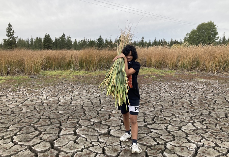 caption: A student from the Salish School harvests tule at Beth Robinette’s ranch in eastern Washington. Robinette and LaRae Wiley, executive director of the Salish School, have partnered to bring the students to the ranch to teach them about Native plants and medicines.