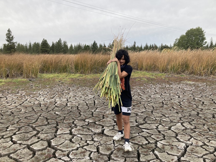 caption: A student from the Salish School harvests tule at Beth Robinette’s ranch in eastern Washington. Robinette and LaRae Wiley, executive director of the Salish School, have partnered to bring the students to the ranch to teach them about Native plants and medicines.