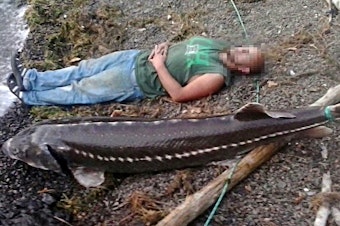 caption:  The man in this photo has been charged with trying to sell an illegal sturgeon. Police say he used this cellphone photo of himself alongside the fish on the bank of the Columbia River to market the fish. 