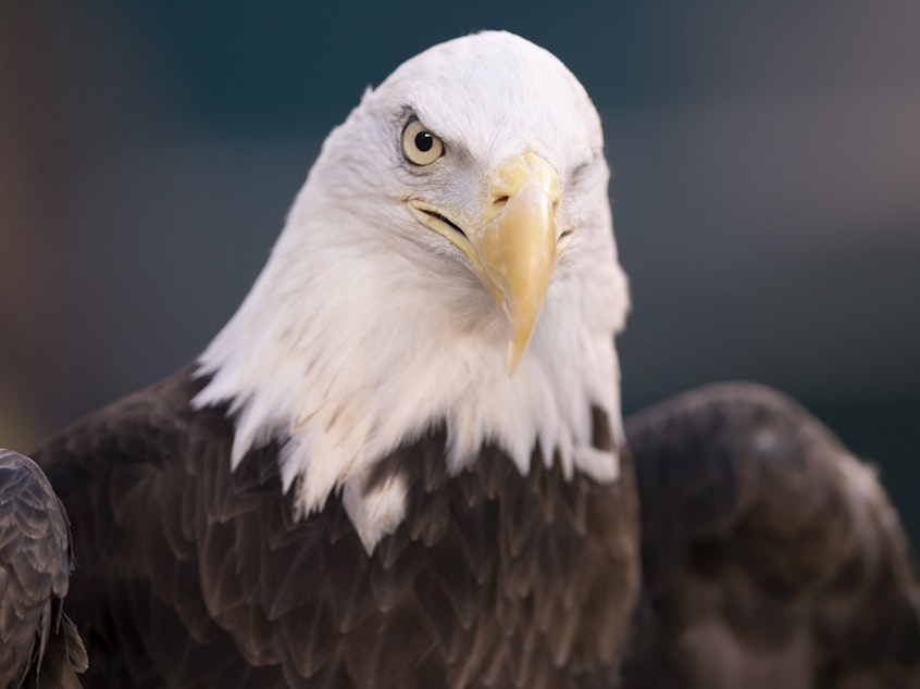 caption: A bald eagle is shown in 2020 in Philadelphia. NextEra Energy subsidiary ESI Energy was sentenced to probation and ordered to pay more than $8 million in fines and restitution after at least 150 eagles were killed over the past decade at its wind farms in eight states.