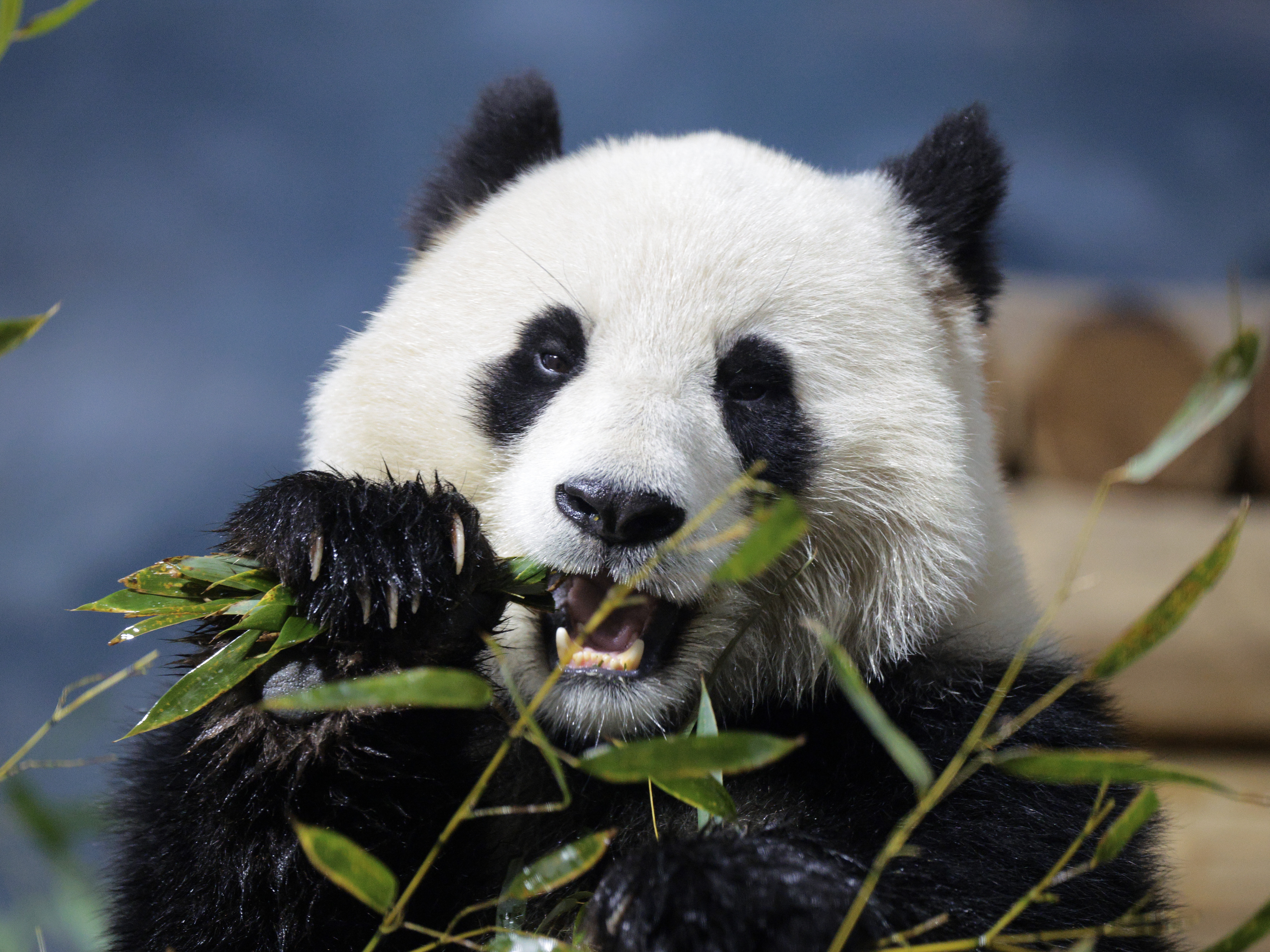caption: Panda Bao Li eats bamboo at the Smithsonian National Zoo in Washington, D.C., on Jan. 28. The zoo, as well as other Smithsonian facilities, will be closed beginning on Oct. 12 as the government shutdown continues.
