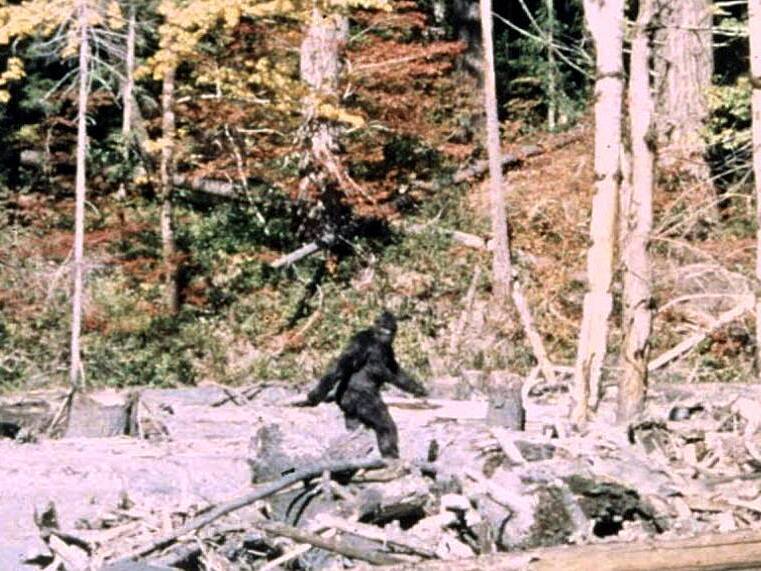 caption: A still image from the famous 1967 film by Roger Patterson and Robert Gimlin, said to be of Bigfoot.