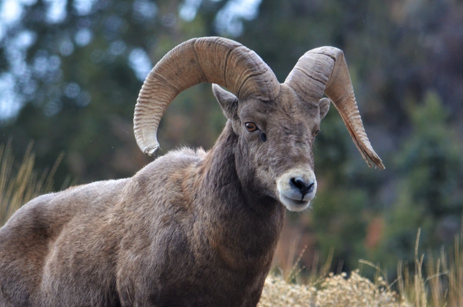 caption: A bighorn sheep ram in Baker County, Ore.