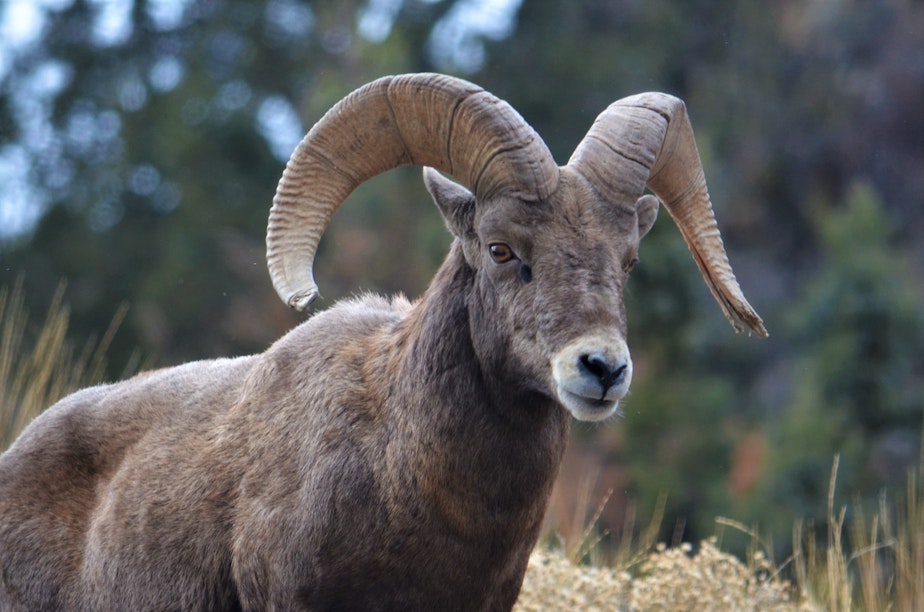 caption:  A bighorn sheep ram in Baker County, Ore.