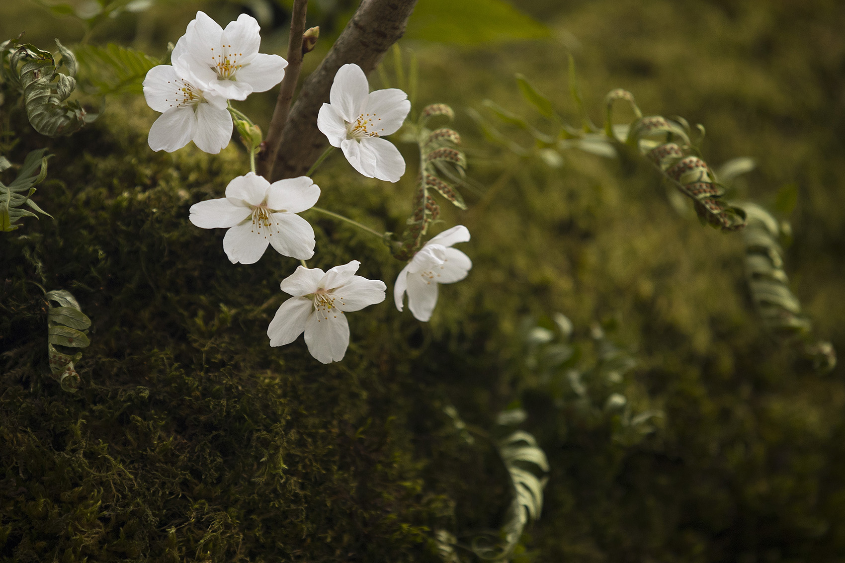 caption: Cherry blossoms are shown on Wednesday, March 27, 2019, on the University of Washington campus in Seattle. 