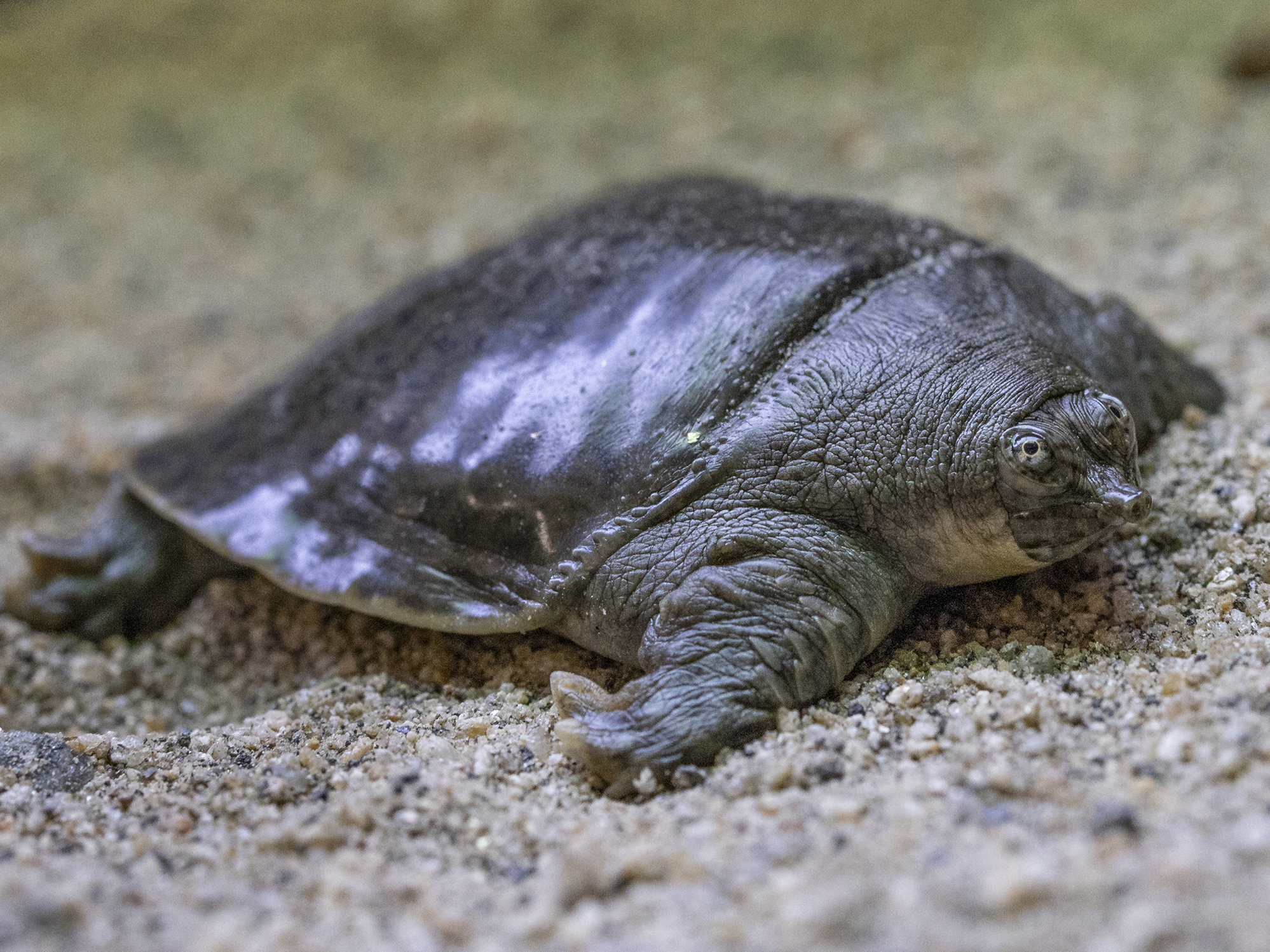 caption: One of the Indian narrow-headed softshell turtle hatchlings bred at the San Diego Zoo.