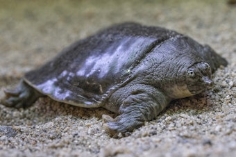 caption: One of the Indian narrow-headed softshell turtle hatchlings bred at the San Diego Zoo.