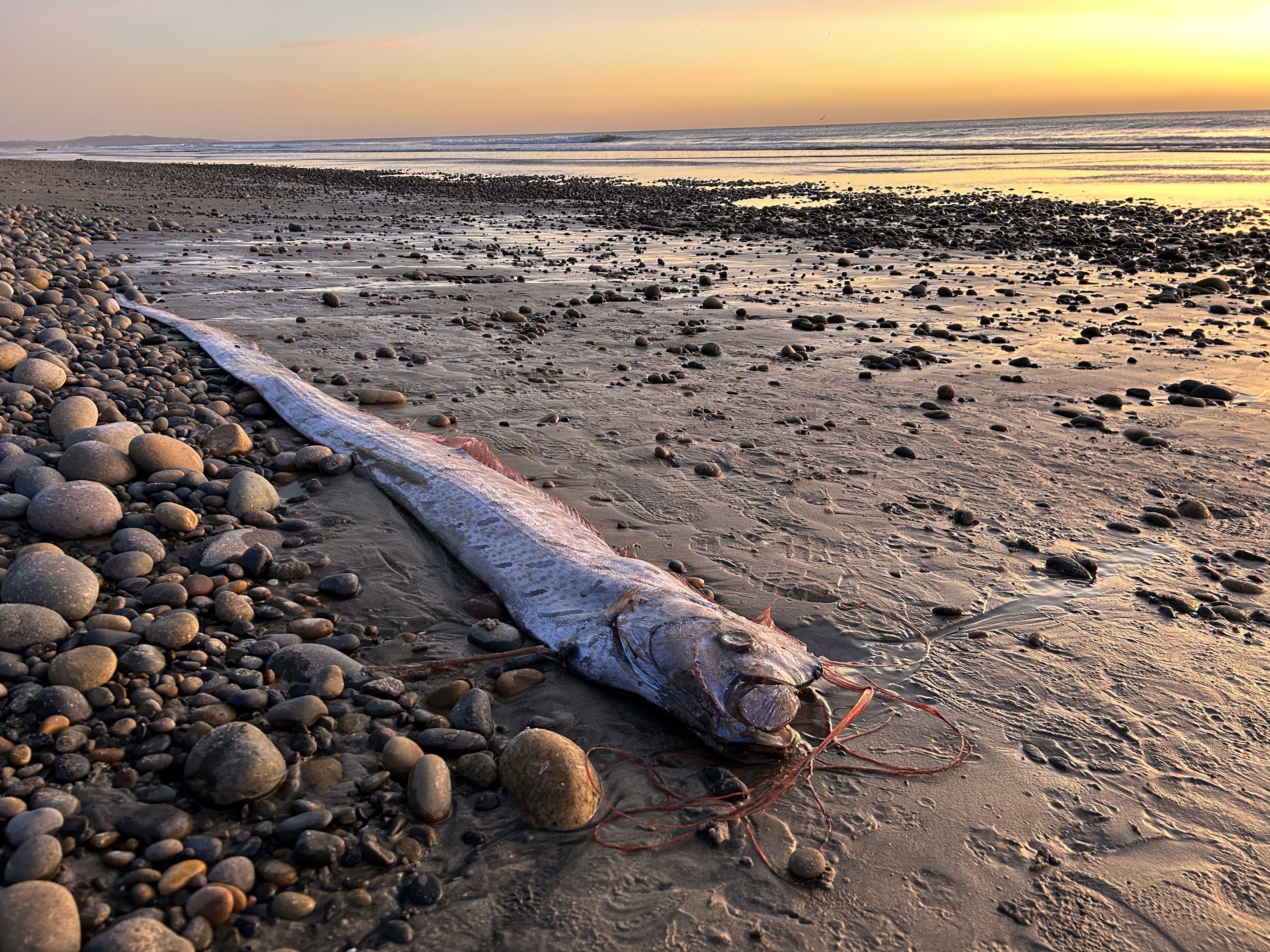 caption: Scripps Oceanography Ph.D. candidate Alison Laferriere spotted an oarfish washed up on Grandview Beach in Encinitas, Calif., this month. It was the third found in Southern California since August.