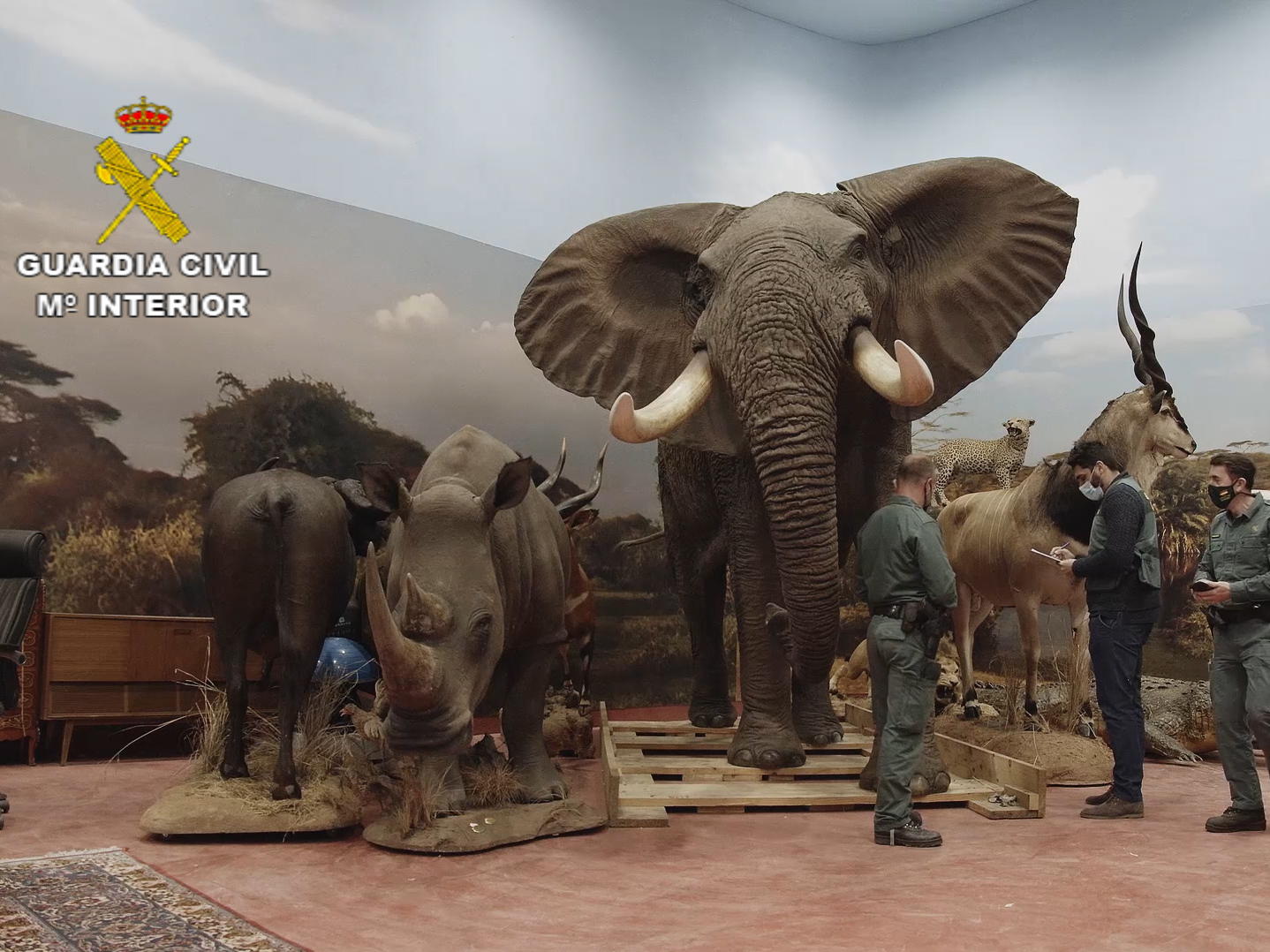 caption: An elephant in the collection.