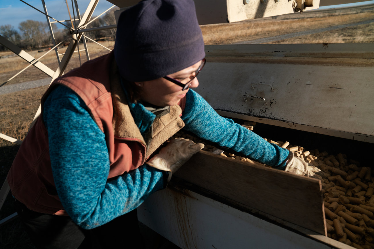 caption: Bradley moves cow feed from one storage container to another on the back of her truck before taking it out to feed the cows in the pasture. Accommodating bears has meant changing habits and ranching patterns. Bradley and her husband now store their cow-feed in a raised, bear-proof container and have changed how they calve.