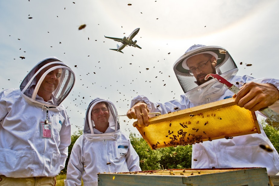 caption: Beekeepers manage hives at Sea-Tac airport as a plane flies overhead.