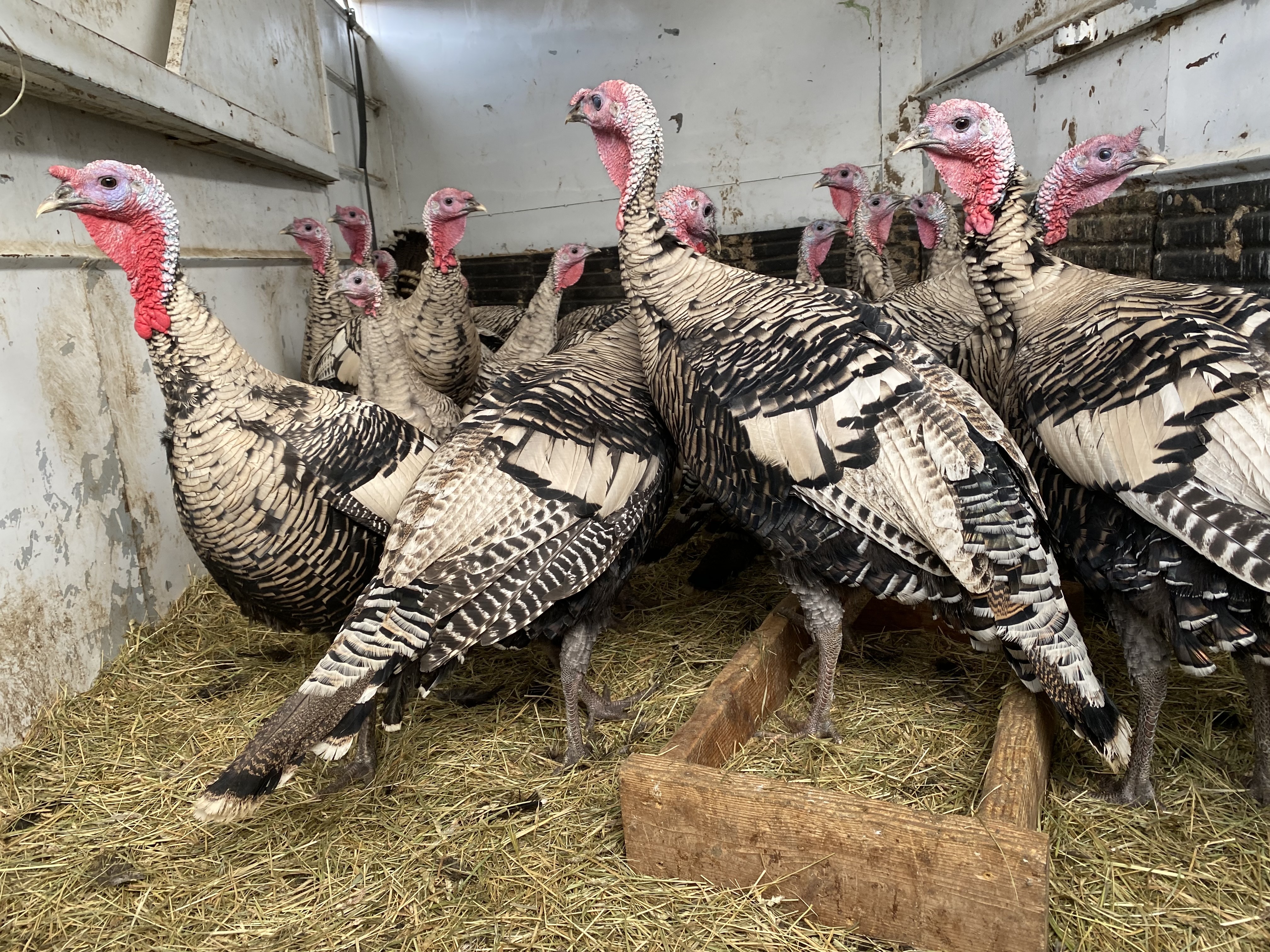 caption: Heirloom turkeys huddle in a rusty stock trailer awaiting the abattoir at Windy N Ranch outside of Ellensburg.