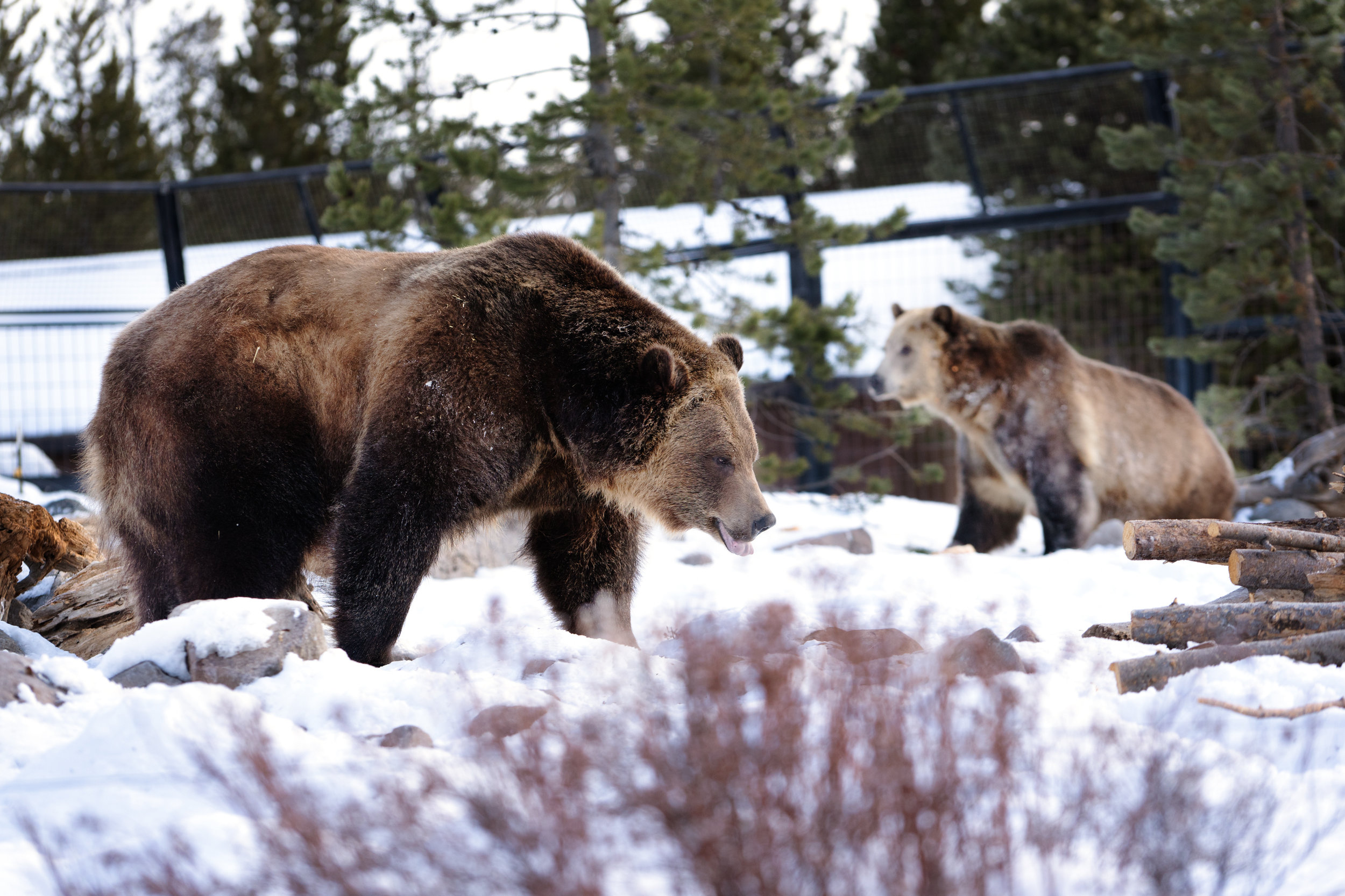 KUOW - Still a chance to restore grizzly bears in Washington state