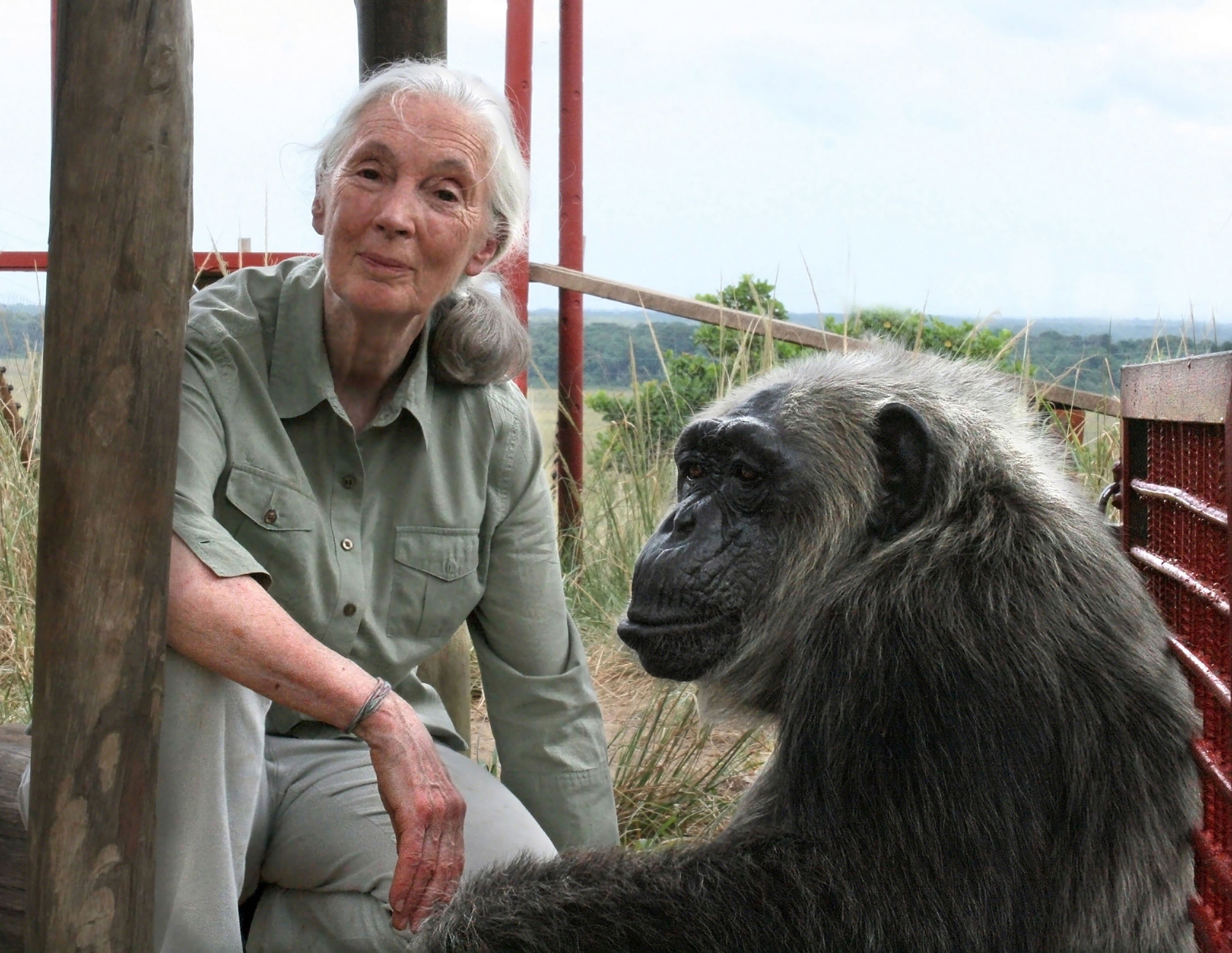 caption: Jane Goodall with LaVielle at the Tchimpounga Chimpanzee Rehabilitation Center in the Republic of the Congo. (© Jane Goodall Institute/Fernando Turmo)