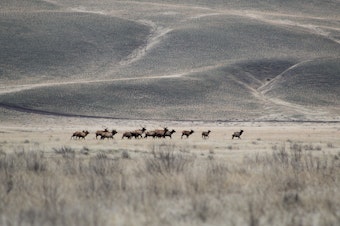 caption: A group of elk runs from Yakama Nation hunters on the Hanford Reach National Monument in December 2023.
