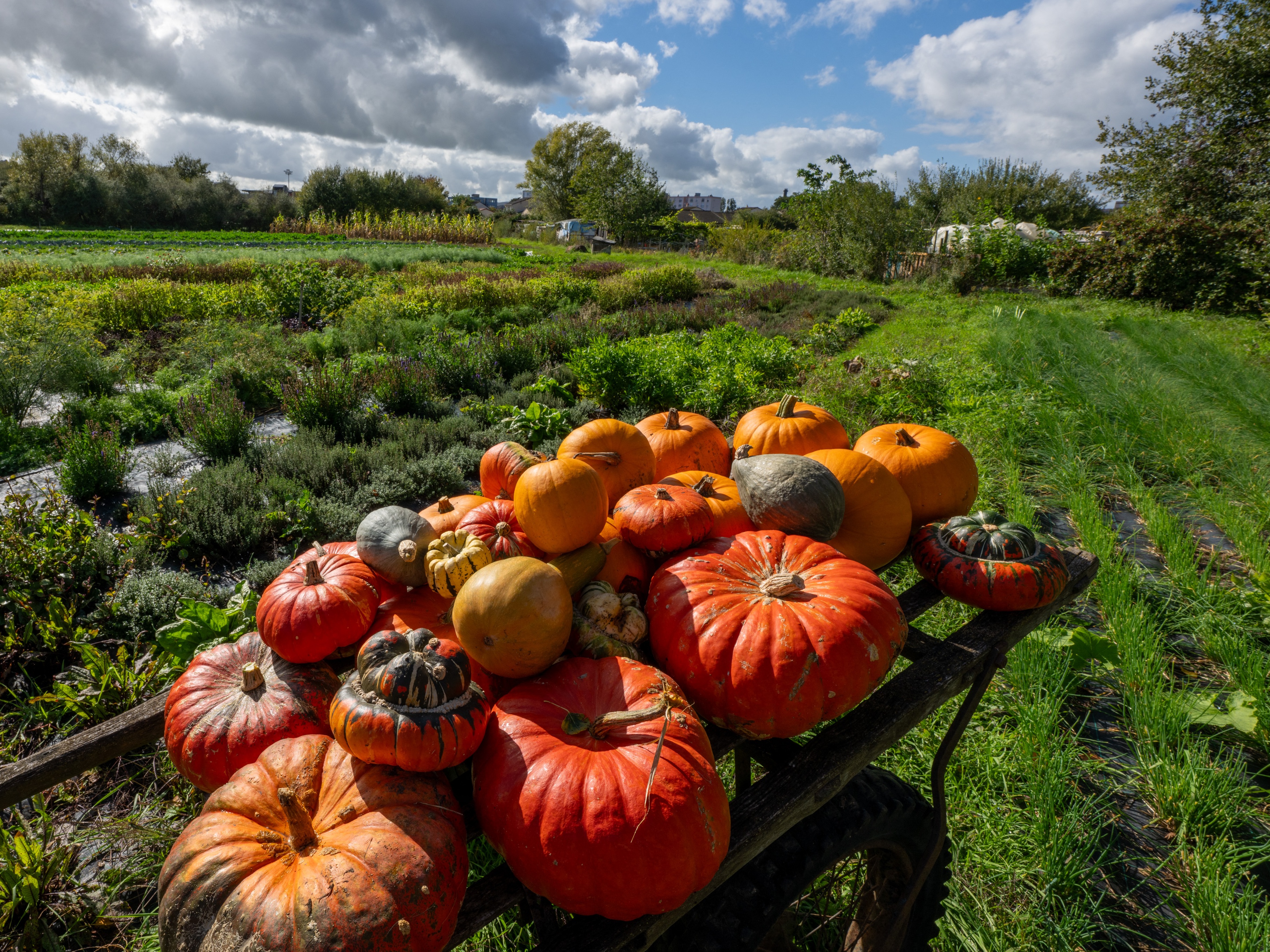 caption: Sign of the season: Pumpkins and other cucurbits sit on a garden cart at a festival in Nevers, France, on Oct. 4.