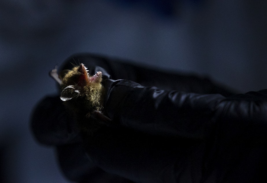 caption: A researcher holds a bat while measuring and testing it for white-nose syndrome at a bat roost on June 1 at Northwest Trek Wildlife Park in Eatonville.