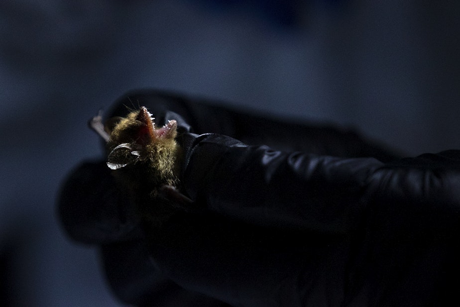 caption: A researcher holds a bat while measuring and testing it for white-nose syndrome at a bat roost on June 1 at Northwest Trek Wildlife Park in Eatonville.