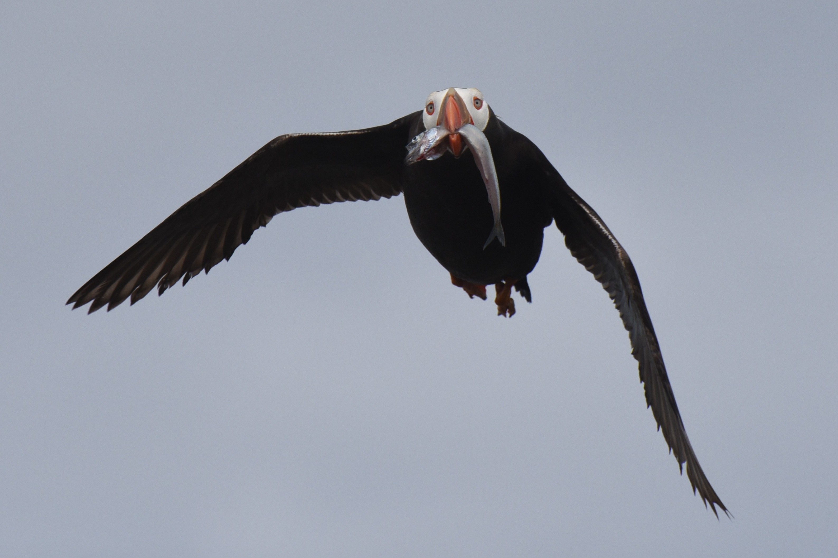 caption: A tufted puffin carries fish to its burrow on Aug. 13, 2019.