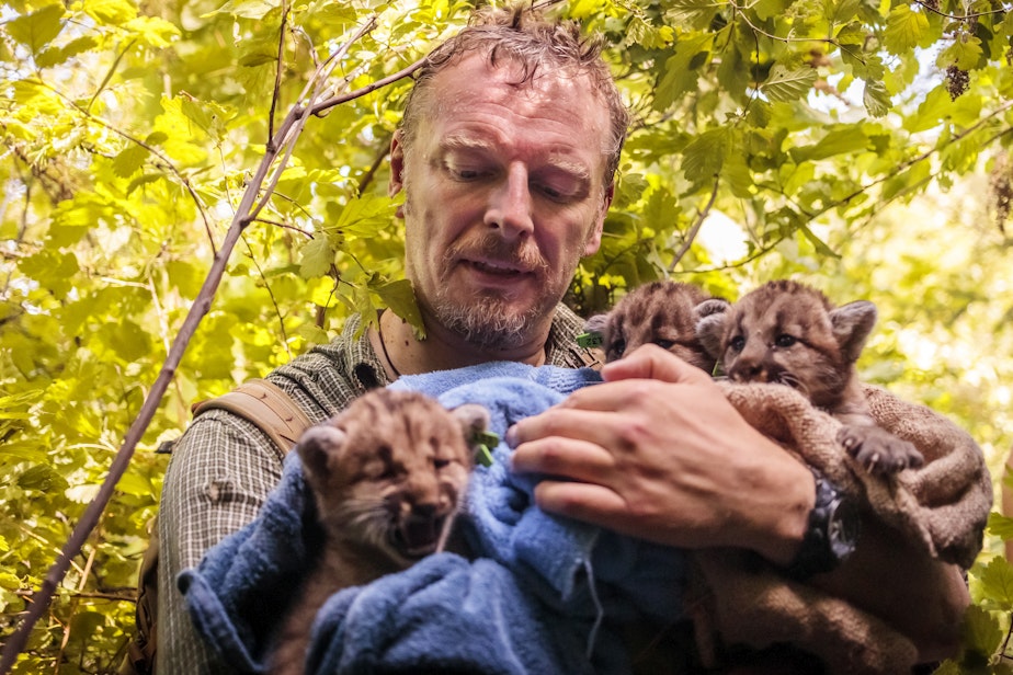 caption: Host Chris Morgan holds cougar cubs in the Alpine Lakes Wilderness near Snoqualmie Pass in Washington state.