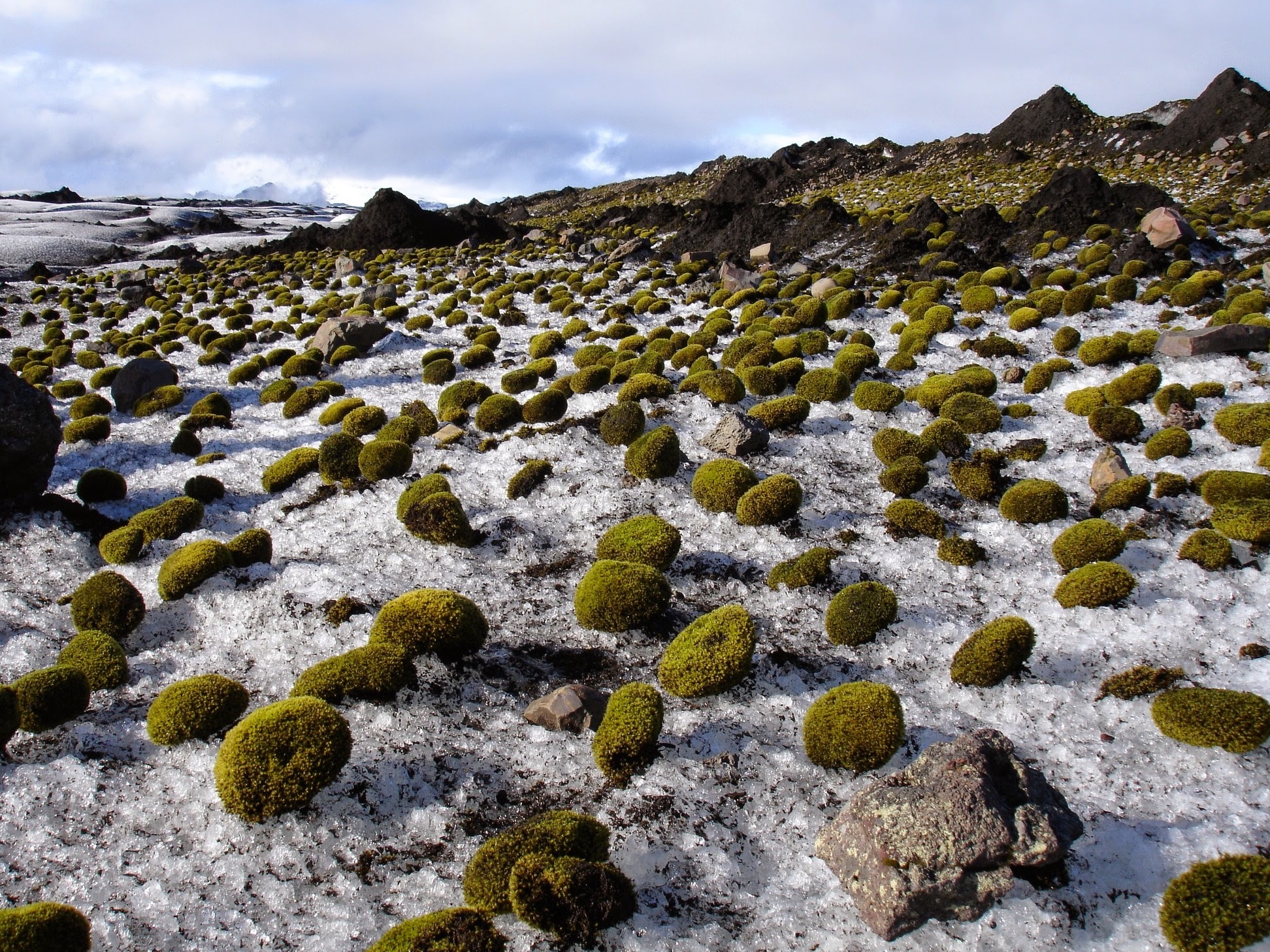 caption: Glacier mice in Iceland.