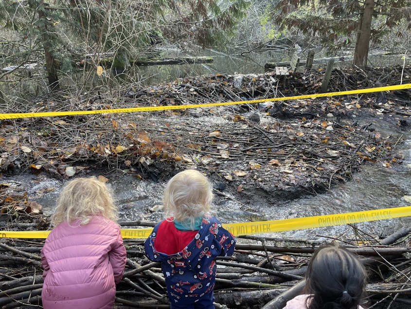 caption: Salmon enthusiasts watch fish trying to swim upstream to spawn in Piper’s Creek. Nov. 18, 2023.
