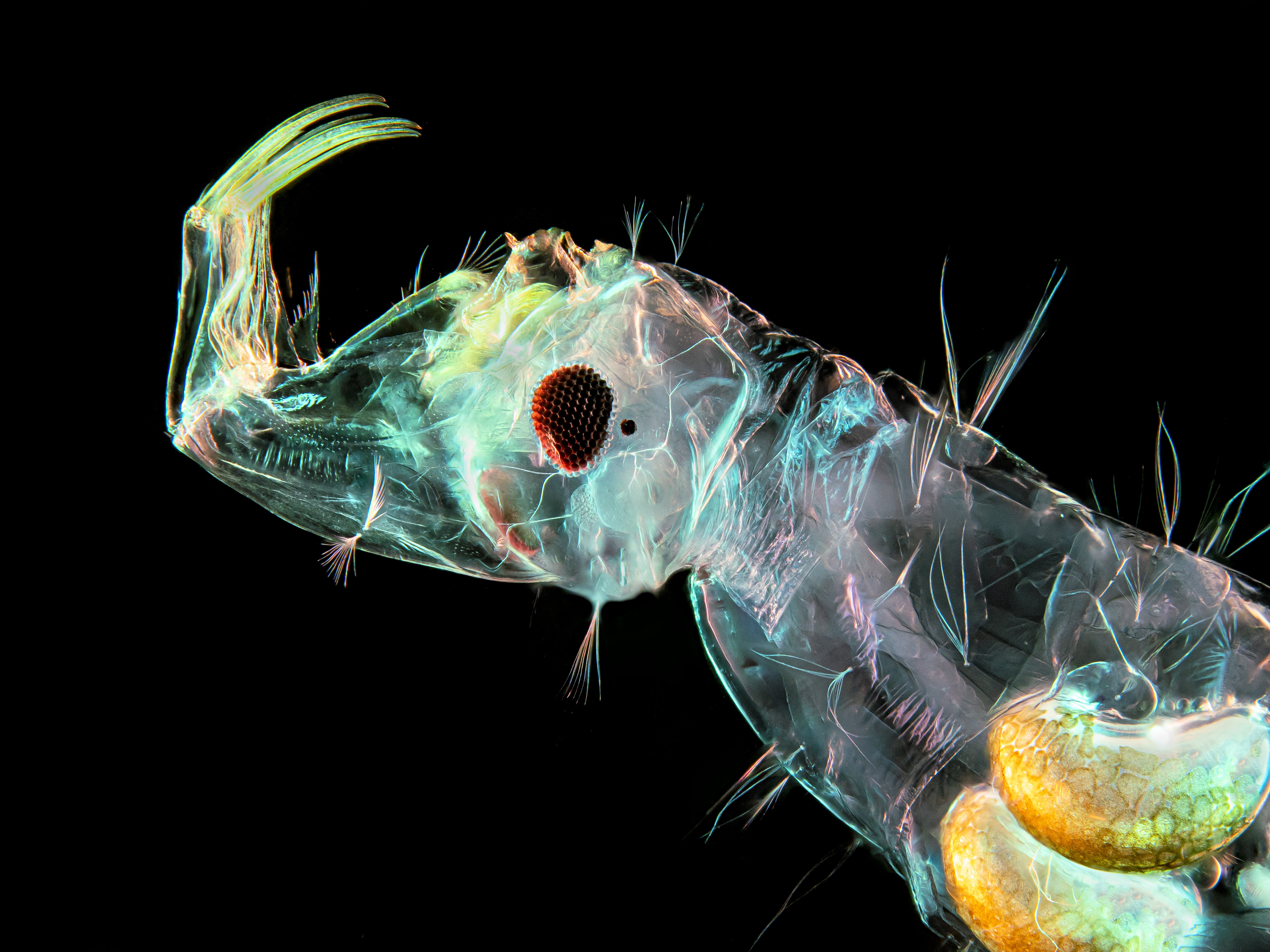 caption: A phantom midge larva. Midges can spread Oropouche virus. "They've long been considered a nuisance," says Dr. Chris Braden of the CDC. "This understanding that they can transmit a virus that harms humans raises biting midges to a new level of concern. They're an emerging disease vector that hasn't been well-studied."