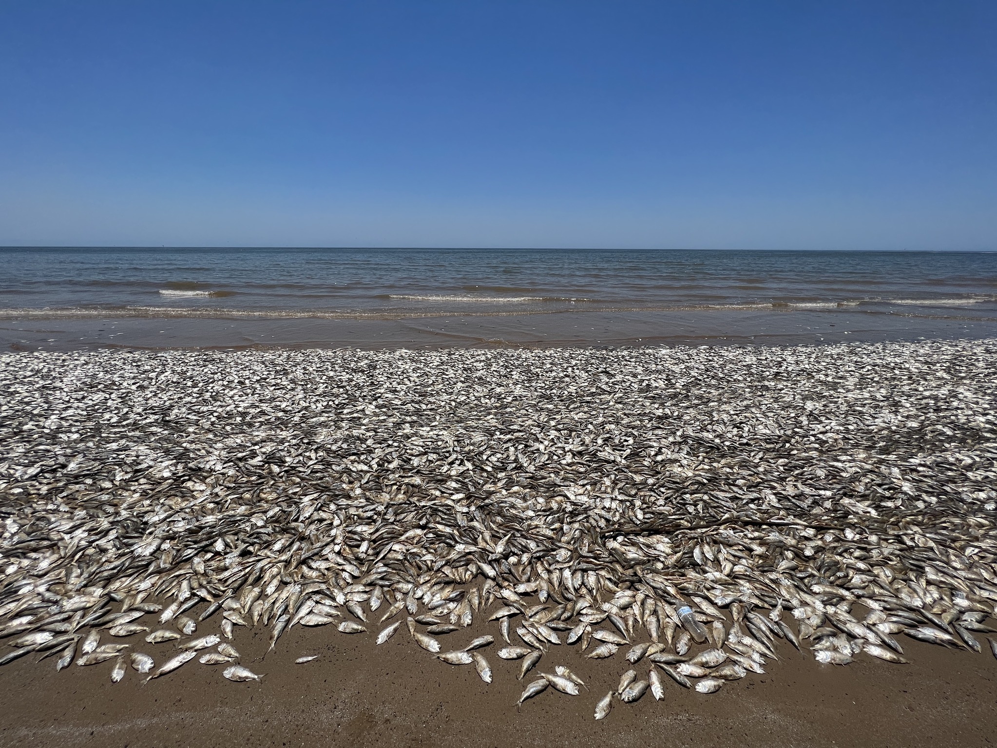 caption: Most of the fish that were found dead in Quintana Beach County were small creatures called menhaden.