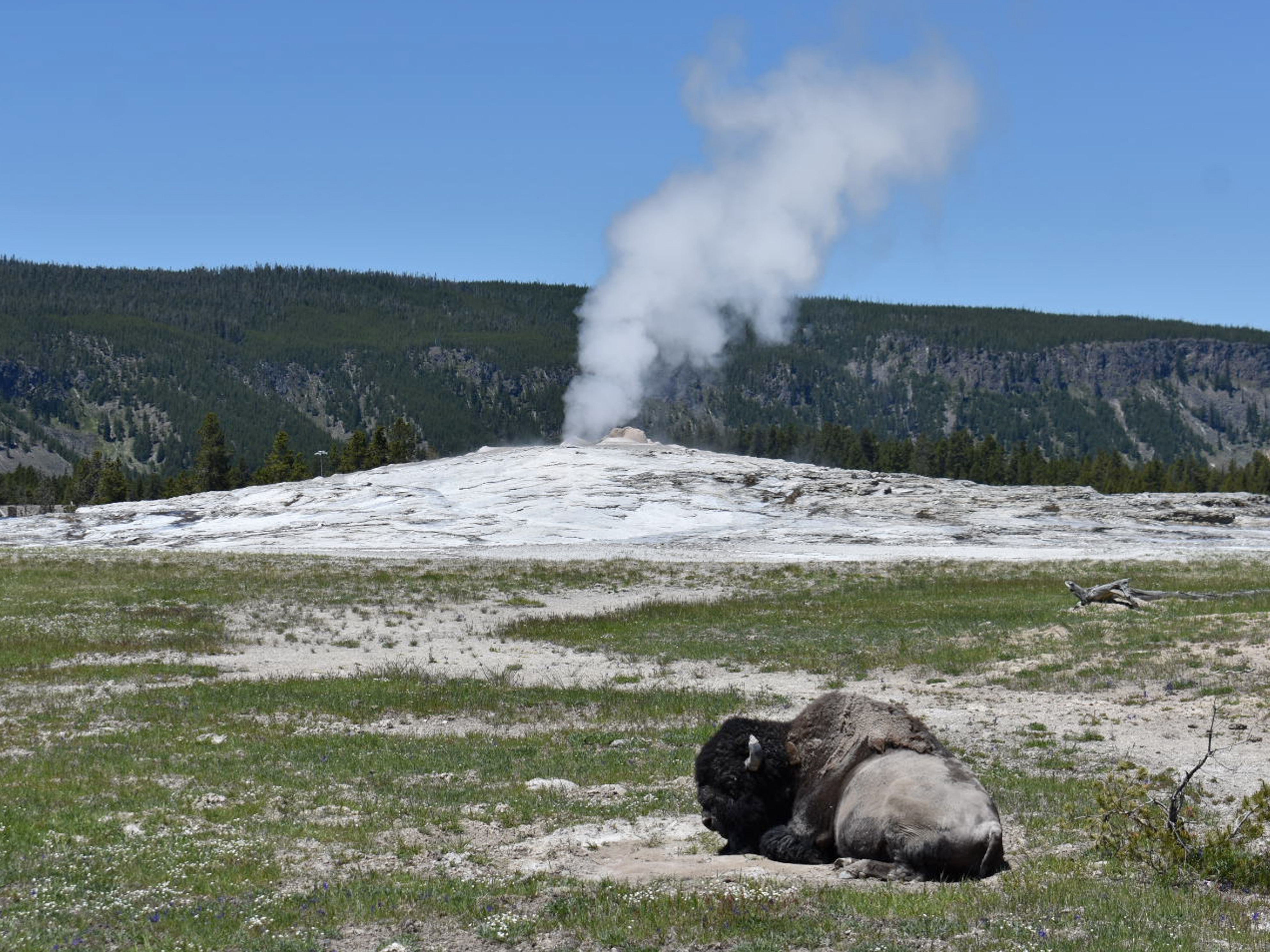 caption: Old Faithful in Yellowstone National Park in Wyoming is seen in 2022. A 60-year-old woman sustained severe burns to her leg after walking off the trail near the geyser this week.