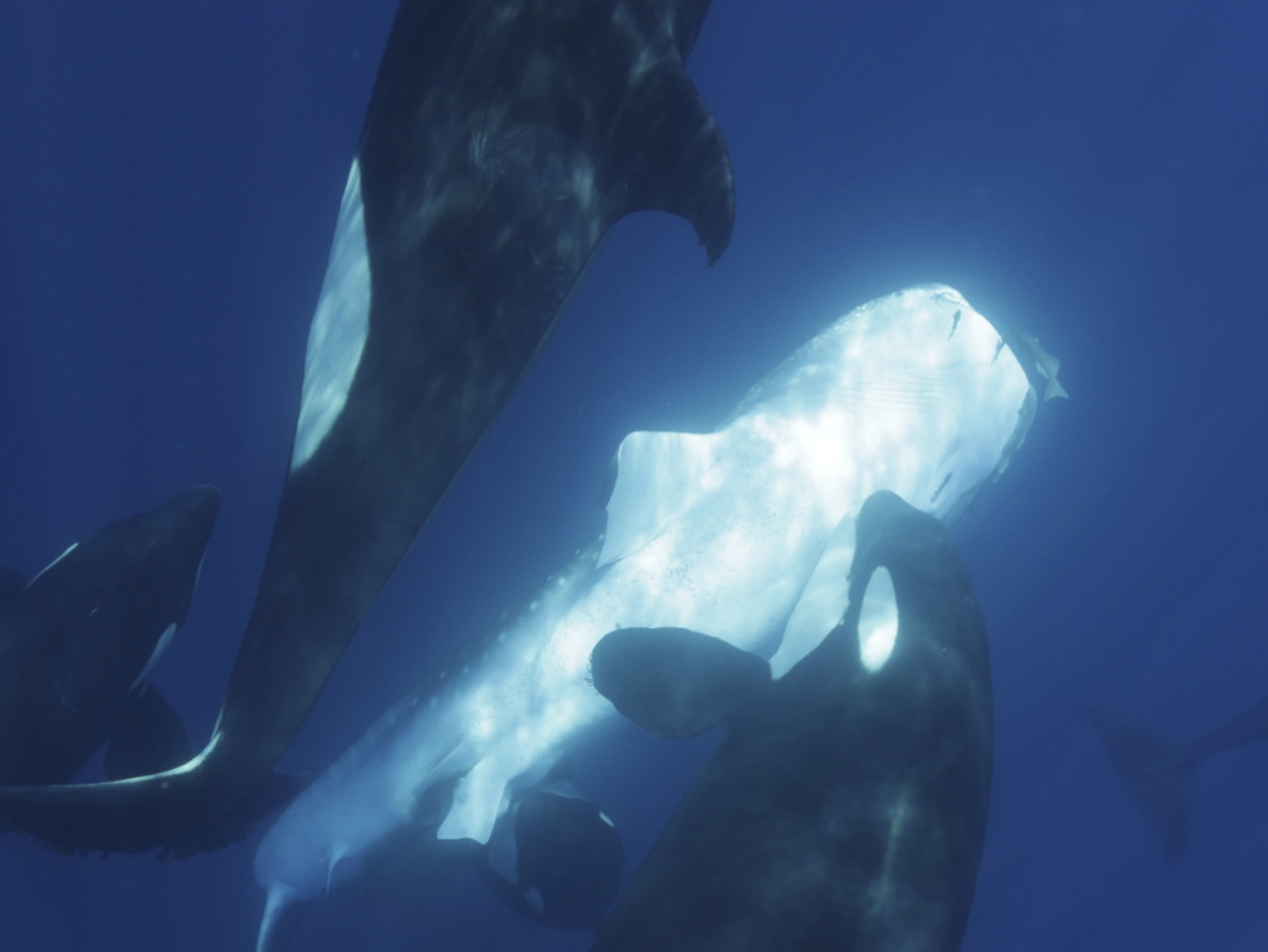 caption: Off the coast of Mexico, a family of killer whales has developed techniques to hunt whale sharks, the largest fish species on the planet.