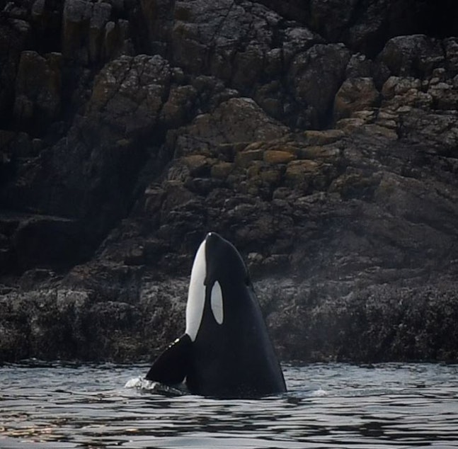 caption: A photo of T109A3, swimming along Vancouver Island in Aug. 2023. She became stranded and passed away in a tidal lagoon. Rescue teams are trying to save her calf T1093a, also known as "Brave Little Hunter."
