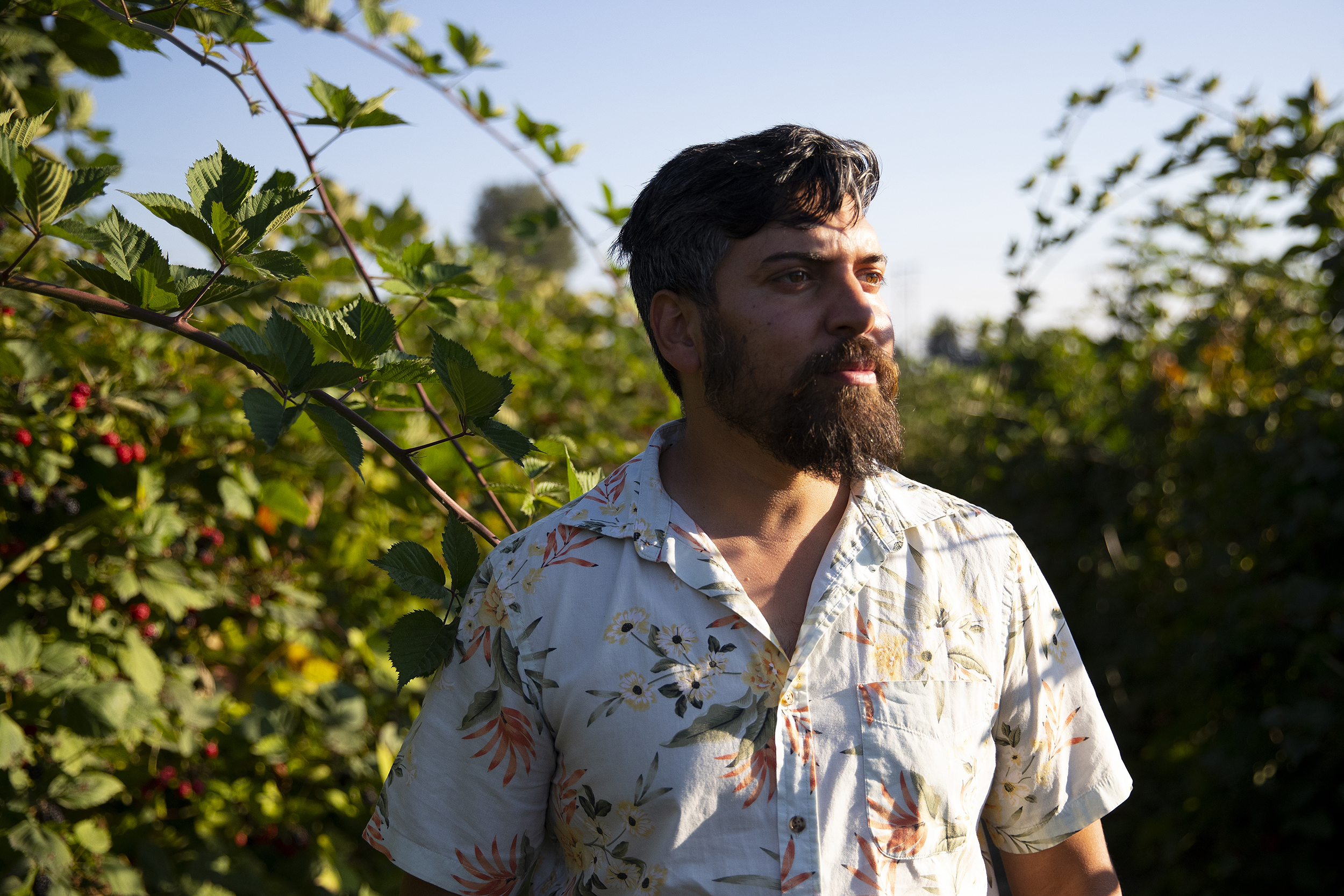 caption: Kamal Sidhu, one of the owners of Sidhu Farm, is portrayed among triple crown blackberries on Tuesday, Sept. 2, 2025, at Sidhu Farm in Puyallup. 