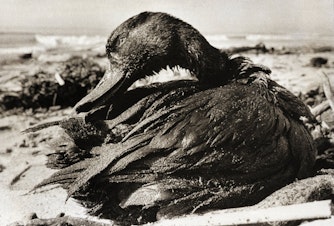 caption: A duck covered in a thick coating of crude oil, picked up when it lighted on waters off Carpinteria State Beach in Santa Barbara County, Calif., after the oil spill in January 1969. CREDIT: BETTMANN/GETTY IMAGES