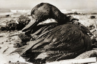 caption: A duck covered in a thick coating of crude oil, picked up when it lighted on waters off Carpinteria State Beach in Santa Barbara County, Calif., after the oil spill in January 1969. CREDIT: BETTMANN/GETTY IMAGES