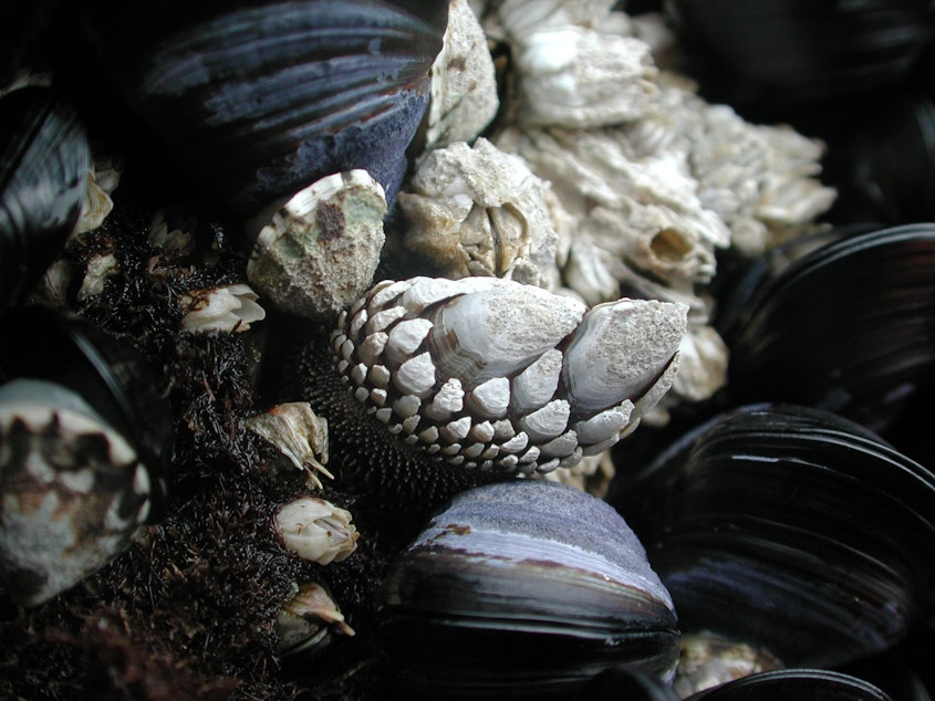 caption: A clutch of barnacles waits to allure you this summer.