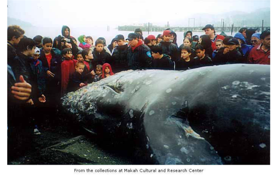 caption: Members of the Makah tribe of Neah Bay surround a grey whale on May 17, 1999, the tribe's last whale hunt. 