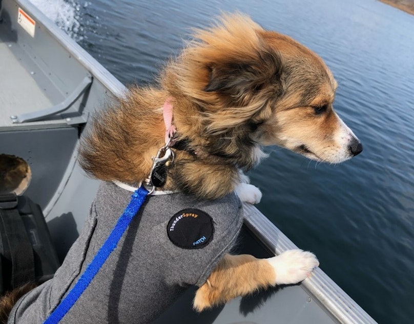 caption: Charlie, a young Terrier mix, played near shore on the Columbia River recently just north of Richland. About an hour later, she was at the vet’s office dead. Now health officials have found five other pets that have either been killed or sickened by the river water.