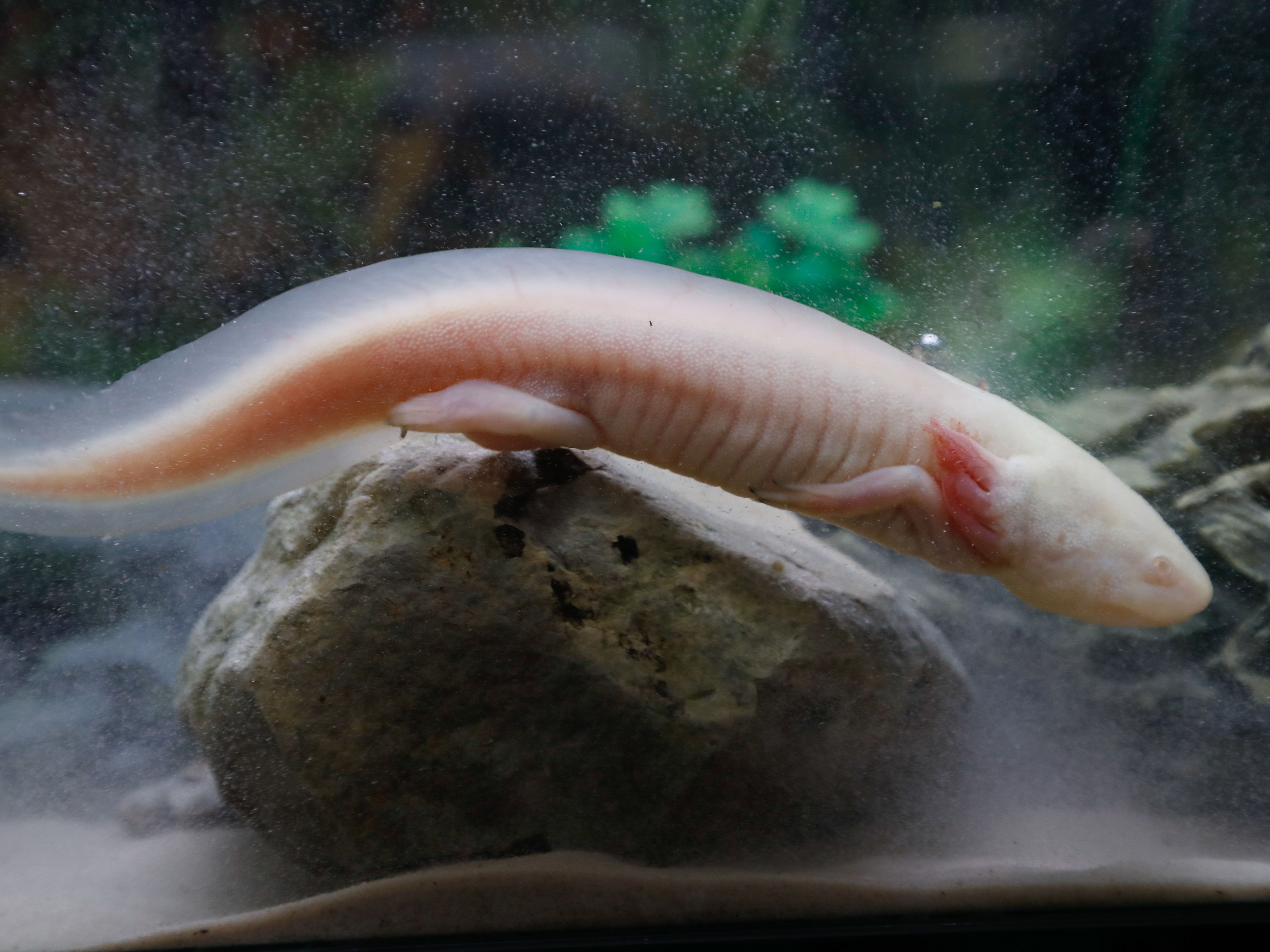 caption: An axolotl, also known as a Mexican salamander, is pictured at a shop in Paris.