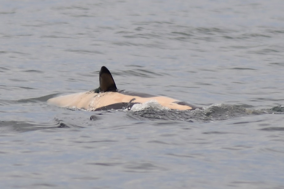 caption: Days-old orca J60, with his umbilical cord still attached, shows his underside enough for biologists to determine he is male on Dec. 28, 2023, in Puget Sound.