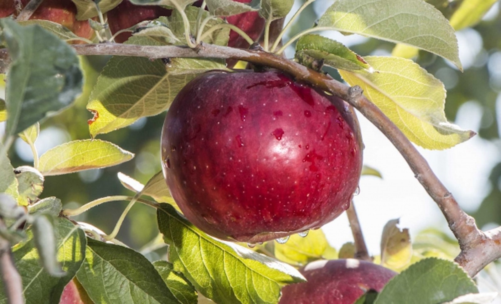 KUOW Meet Washington's Exclusive New Apple Variety