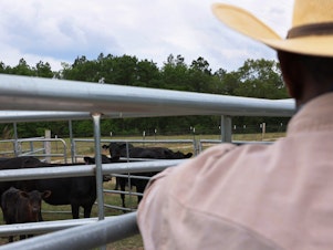 caption: Handy Kennedy, founder of AgriUnity cooperative, counts his cows on HK Farms on April 20, 2021 in Cobbtown, Ga. The cooperative is a group of Black farmers formed to better their chances of success by putting their resources together to reduce their overhead costs.