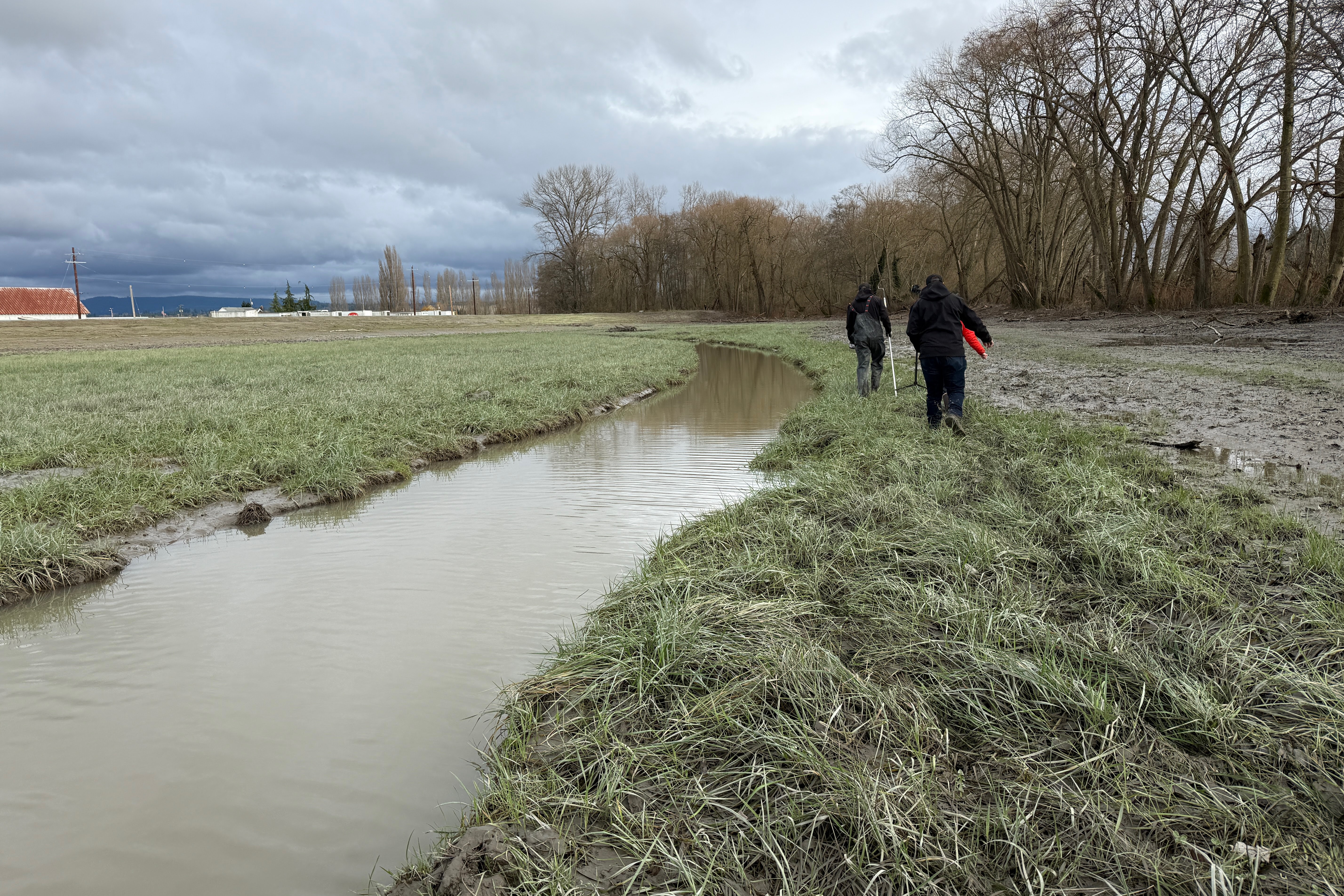 caption: Tribal officials walk along a newly formed tidal channel of the Stillaguamish River near Stanwood, Washington, on Dec. 19, 2025.