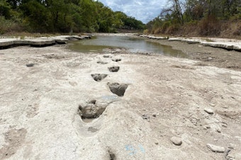 caption: Dinosaur Valley State Park is home to many dinosaur tracks, but when drought conditions caused Paluxy River to dry up, it revealed tracks that are usually not visible.
