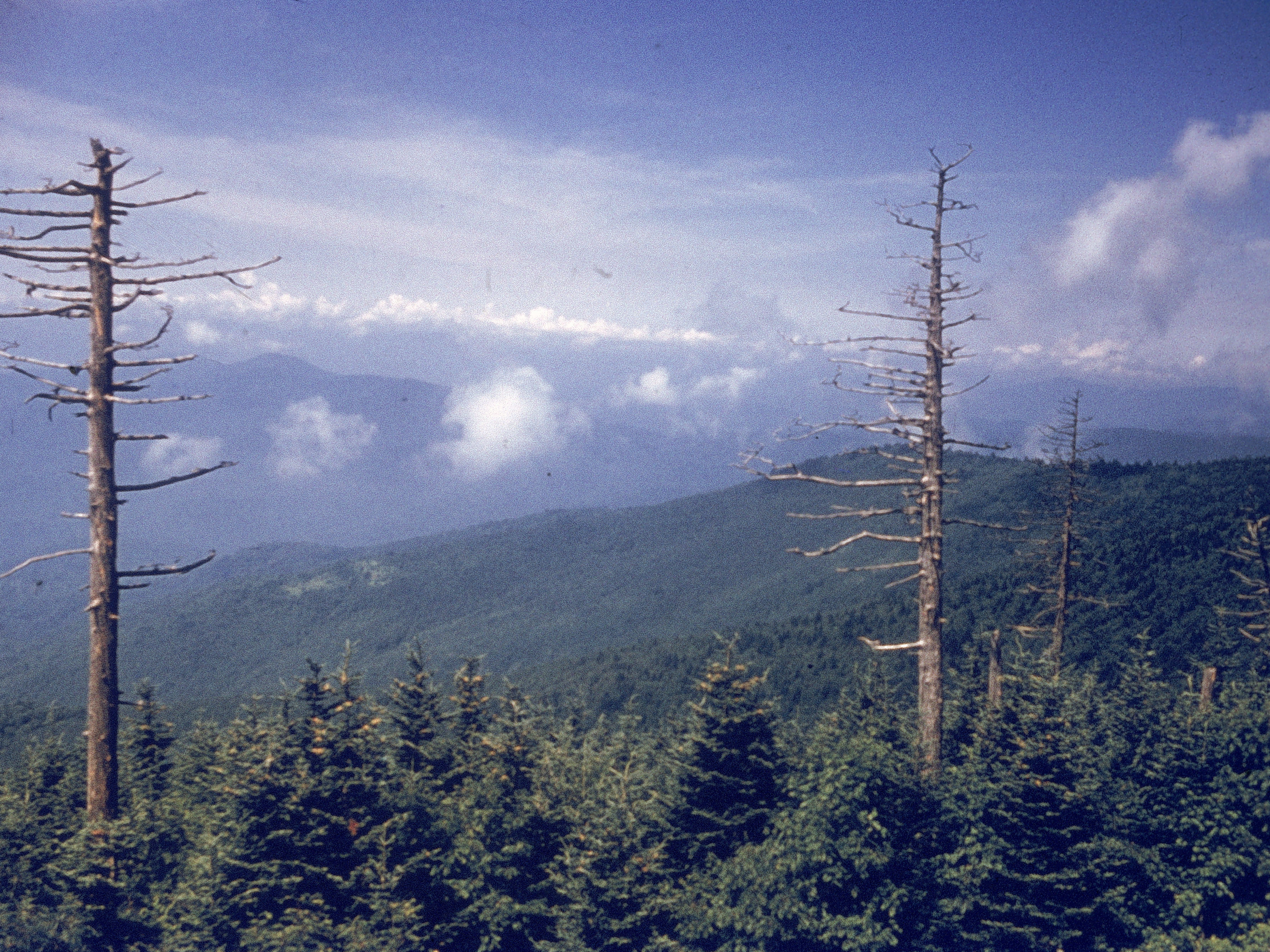 caption: The view from Clingmans Dome in the Great Smoky Mountains National Park. The mountain is the tallest peak in the park and sits on the Tennessee-North Carolina border. It's sacred to the Eastern Band of Cherokee Indians, who hope to see the name of the mountain changed to Kuwahi, which their ancestors called the mountain for hundreds of years.